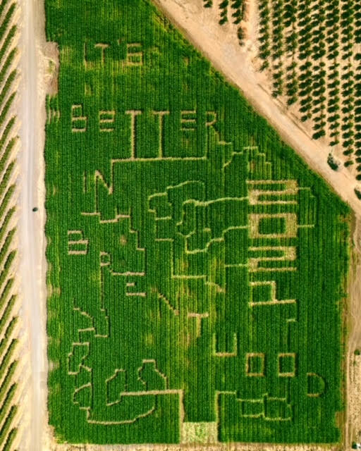 giant corn maze in brentwood
