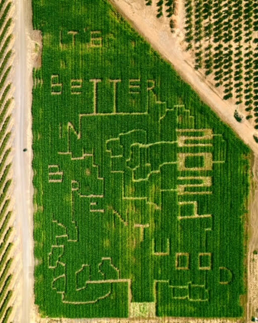 Three Nunns Pumpkin Patch Has Tractors, U-Pick & Massive Corn Mazes for Acres of Fun 8 giant corn maze in brentwood