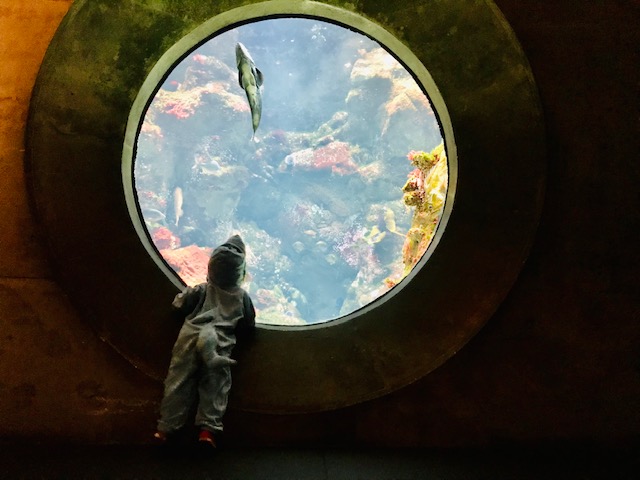 child looking at aquarium