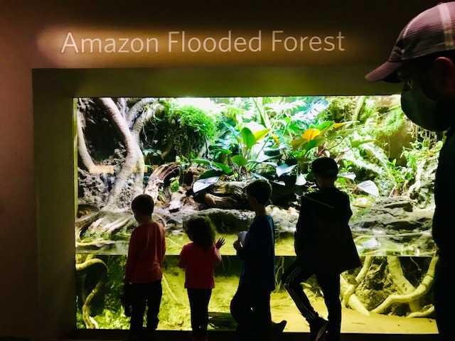 Cal Academy of Sciences Is for Kids of All Ages 12 kids looking at aquarium snake