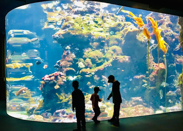 kids in front of aquarium