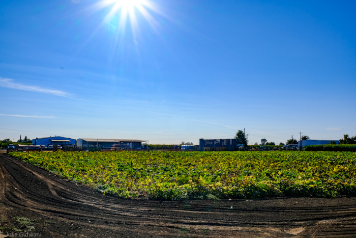 G&S Pumpkin Patch & Corn Maze Is Festive Fun For The Whole Family 9 Pumpkin Patch 5414