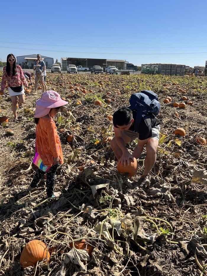 parents and kids in pumpkin field choosing pumpkin from vine at G+S farms