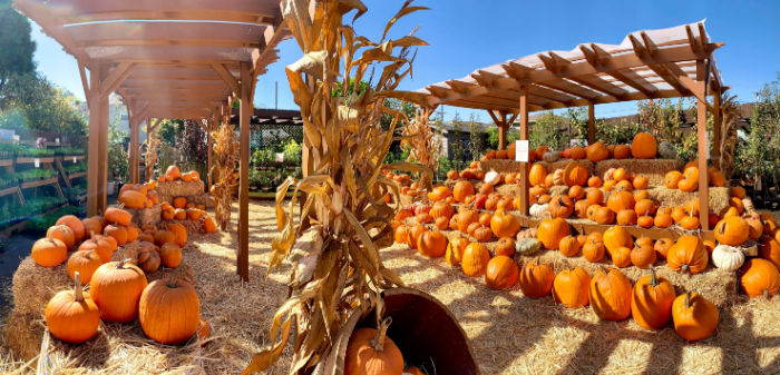 small pumpkin patch