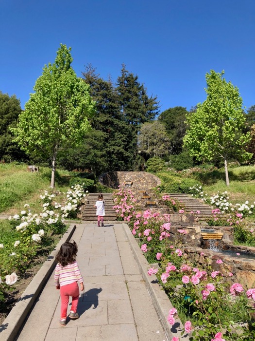 Morcom Amphitheatre of Roses with walking paths, toddlers, and lots of roses