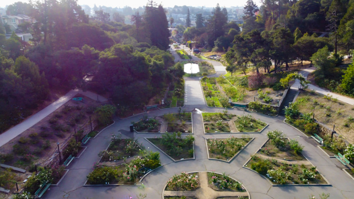 Morcom Rose Garden