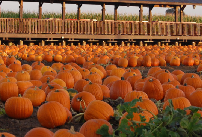 Dell'Osso Family Farm Pumpkin Patch & Massive Corn Maze - 510 Families Dell'Osso Family Farm Pumpkin Patch & Massive Corn Maze - 510 Families