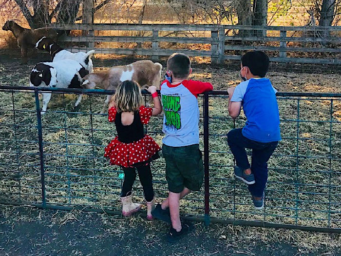 kids and goats at joans farm