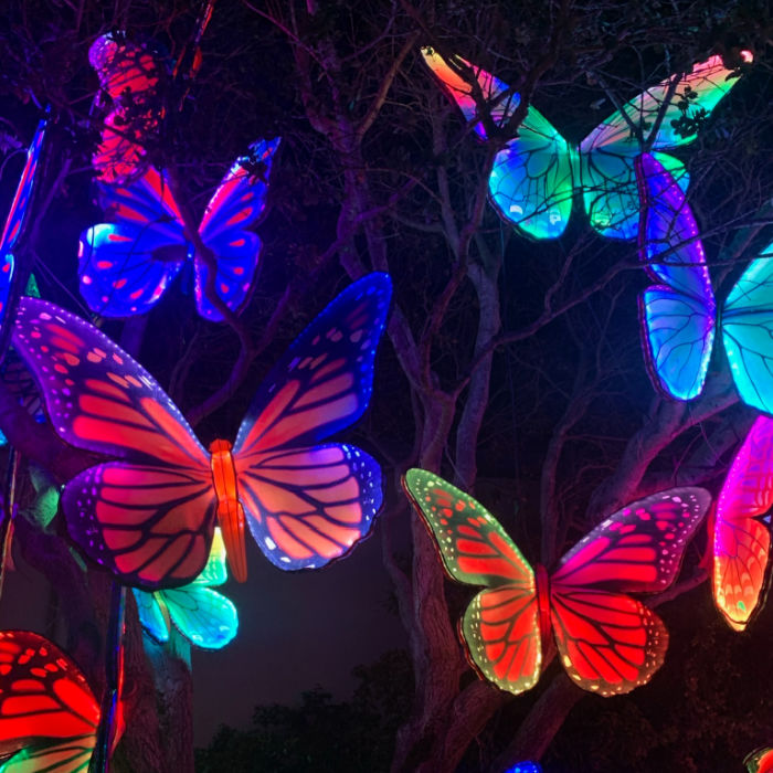 light up butterflies at oakland zoo