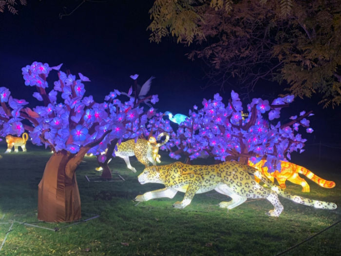 glowfari cheetah scene chinese lanterns