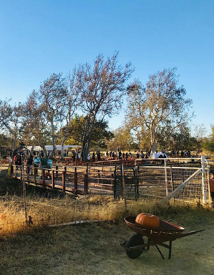 A Sunday evening at Joan's Farm and Pumpkin Patch