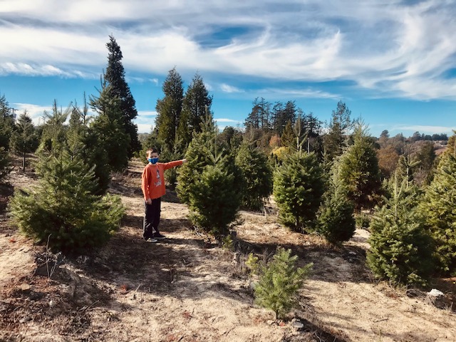 Frosty Mountain Tree Farm Sebastopol Trees
