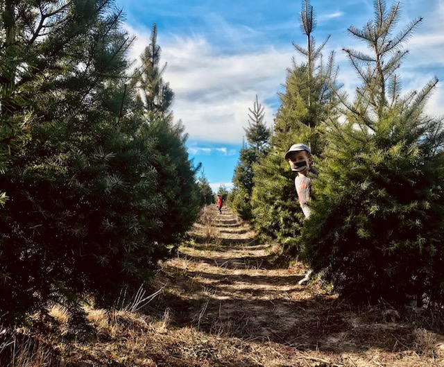 Cut Your Own Christmas Tree at Frosty Mountain Tree Farm in Sebastopol 1 Frosty Mountain Tree Farm Sebastopol
