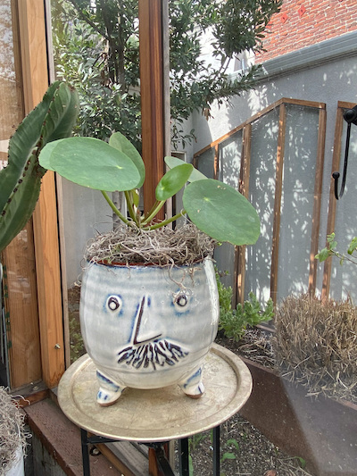 Shop Local & Small 4 uncle pedro plant