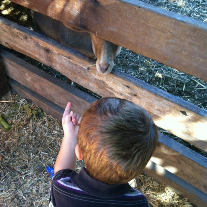 boy and goat behind fence
