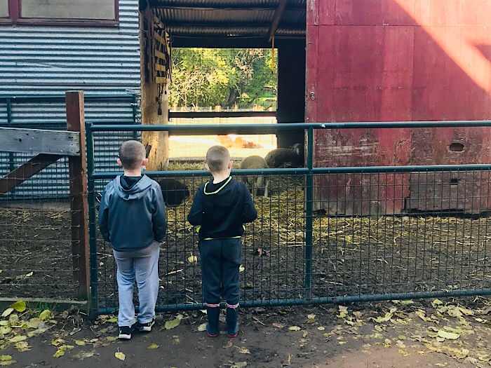 boys watching animals on farm