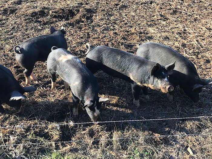 Happy pigs behind a sketchy fence 