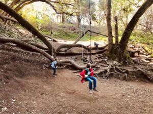 Bridgeview Trail Swings