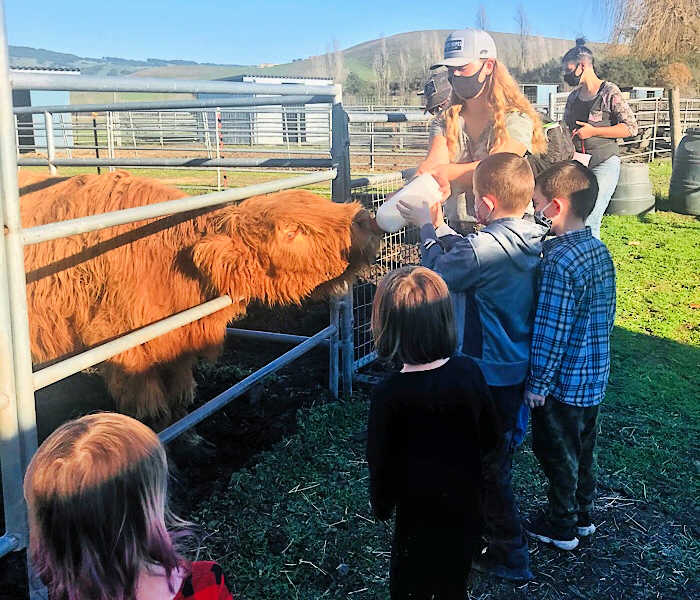 Meet a Giant Furry Cow & a Zonkey at American Made Miniatures Farm 8 children bottle feeding a furry cow