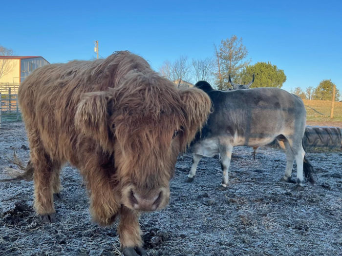 Soule: Highlander Cows Make Superb Pets!