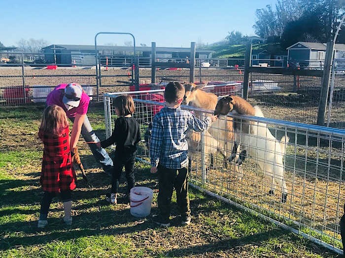 Meet a Giant Furry Cow & a Zonkey at American Made Miniatures Farm 6 children feeding goats