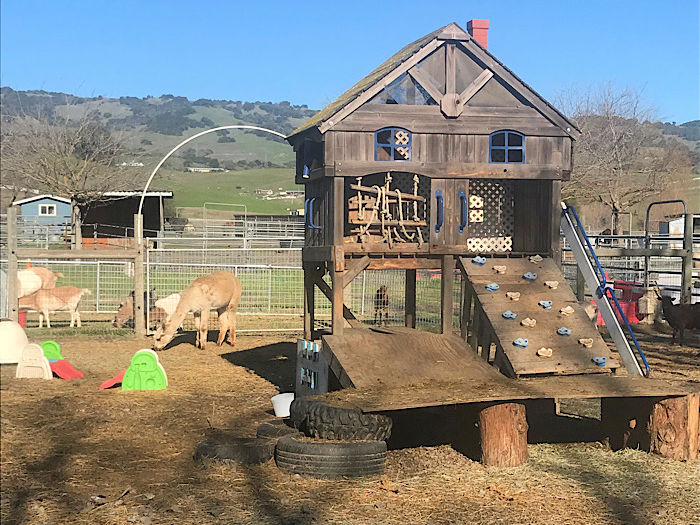 Meet a Giant Furry Cow & a Zonkey at American Made Miniatures Farm 4 play structure for goats at the farm