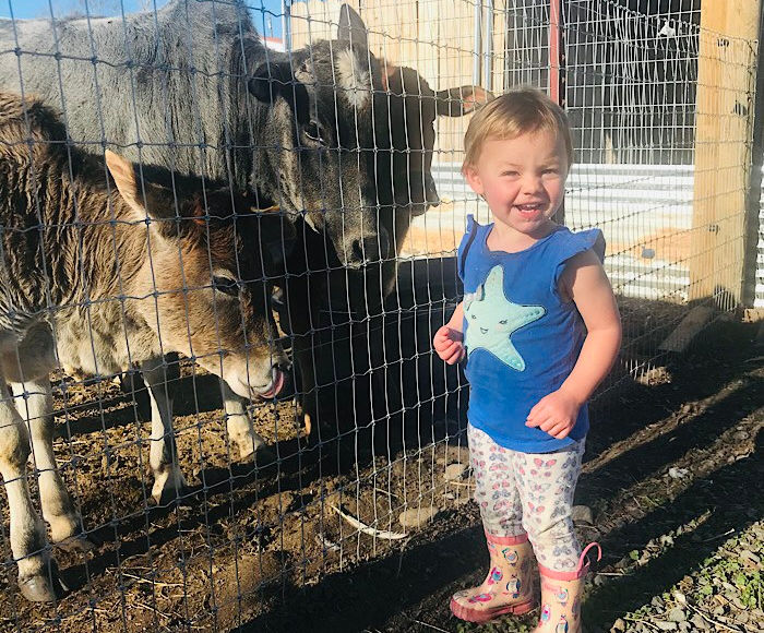 toddler with big farm animals