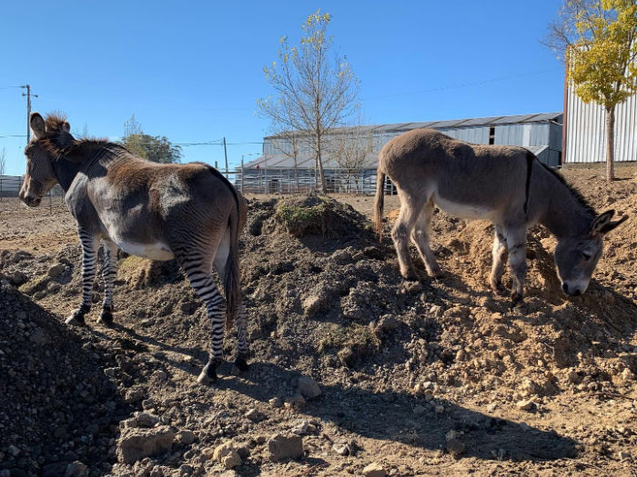 Meet a Giant Furry Cow & a Zonkey at American Made Miniatures Farm 9 donkey and zonkey
