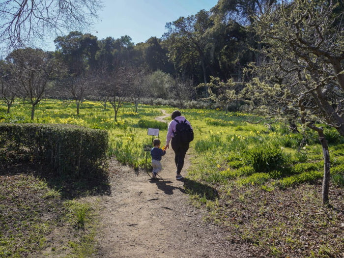 31 Things to Do With Bay Area Kids in March 5 daffodil meadow parent child