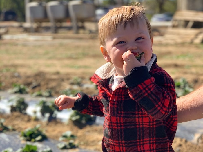 child biting into a fresh strawberry at George's Berry Farm