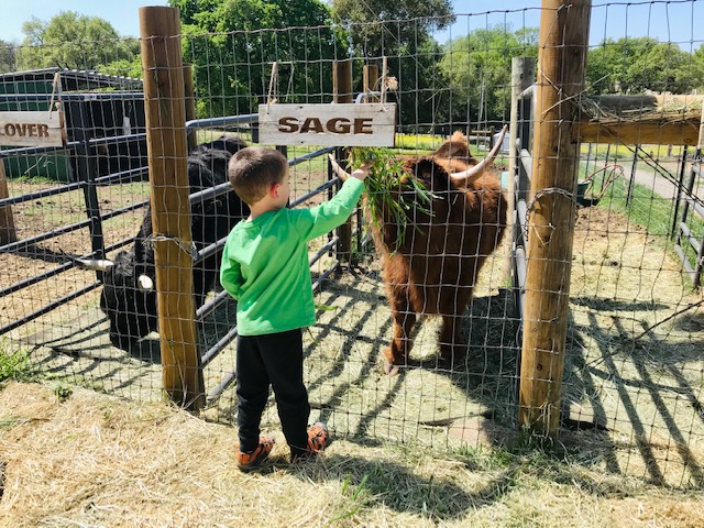 Heirloom Acres Farm Cow