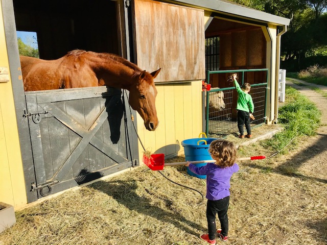 Heirloom Acres Farm Horses