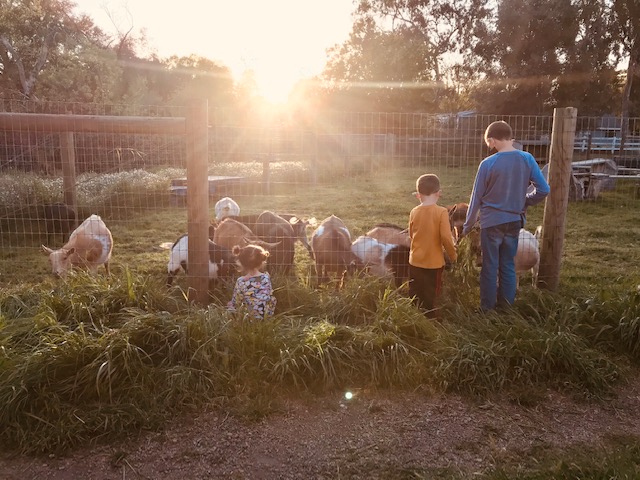 Heirloom Acres Farm Goats