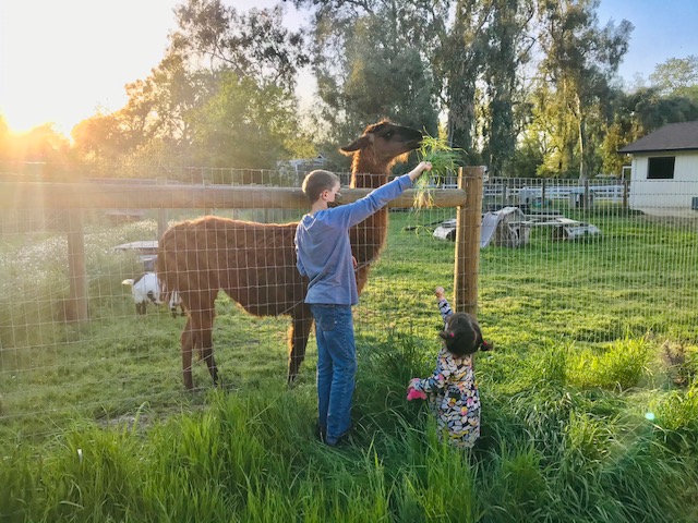 Heirloom Acres Farm Llama