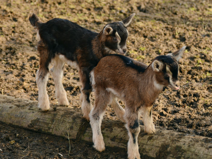goats