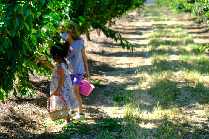 Brentwood cherry picking