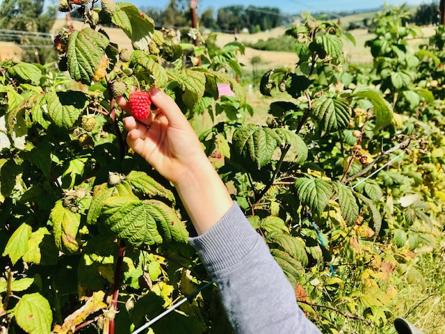 child's hand picking raspberry