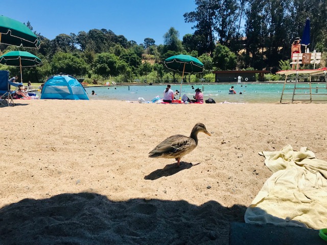 duck walking on beach