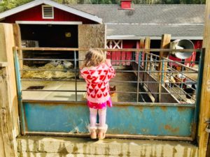 child looking through gate at farm animals
