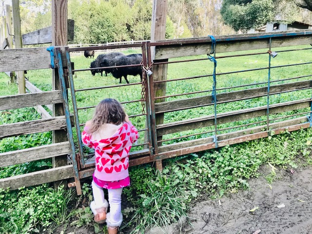 child looking through fence at sheep