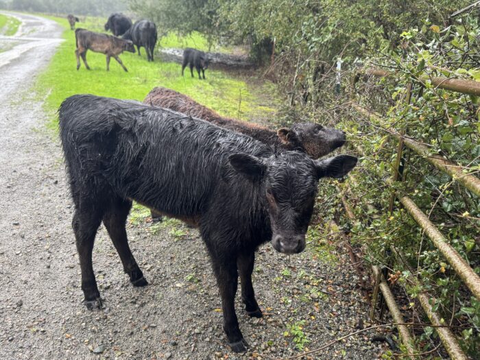 cows at Bear Creek at Briones Regional Park