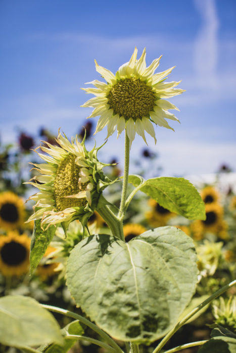 Park Winters Sunflowers