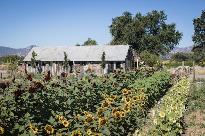 Park Winters Sunflower Farm