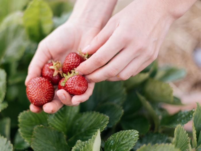 hand and strawberries