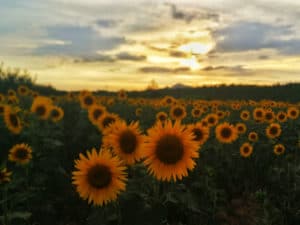 sunflower field