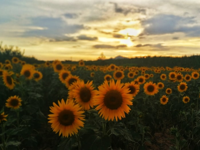 sunflower field