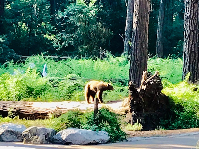 bear walking on log