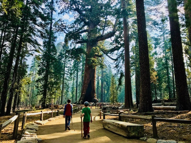 kids hiking in forrest