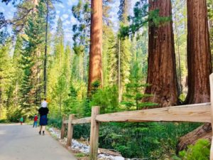 hiking in forrest