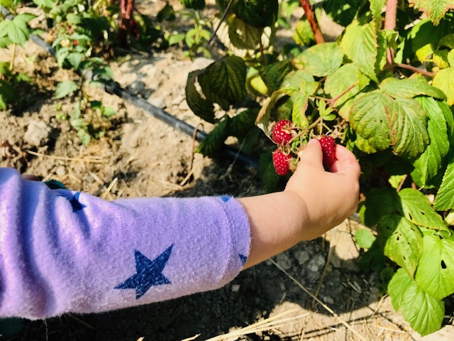 little kid hand picking raspberry